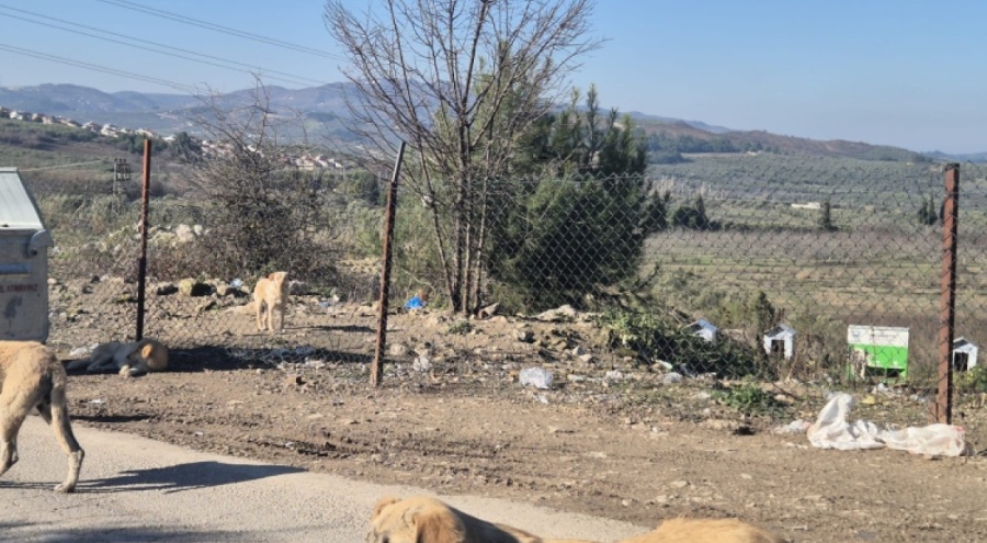 MUDANYA'DA AÇIK BARINAKTA HAYVANLAR TELEF OLUYOR!