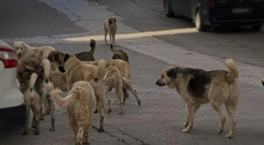 BAŞIBOŞ KÖPEK İSTİLASI MAHALLEYİ İKİYE BÖLDÜ!