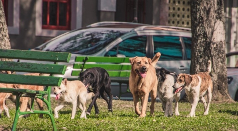 GEMLİK SOKAKLARINDA HAYVAN POPÜLASYONU ARTTI! PEKİ SUÇLU KİM?
