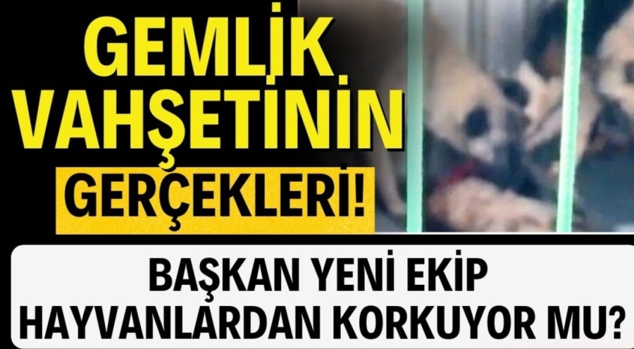GEMLİK VAHŞETİNİN GERÇEKLERİ!