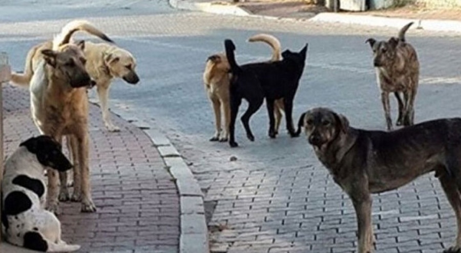 BURSA'DA BAŞIBOŞ KÖPEK SORUNU BÜYÜYOR: BELEDİYELER NE YAPIYOR? VATANDAŞLAR TEDİRGİN...