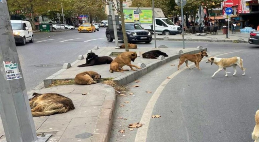 NİLÜFER'DE İSYAN ETTİREN GÖRÜNTÜ!