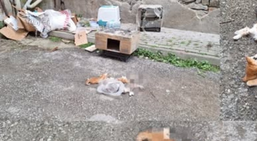 GEMLİK'TE SERİ HAYVAN KATLİAMI SÜRÜYOR!