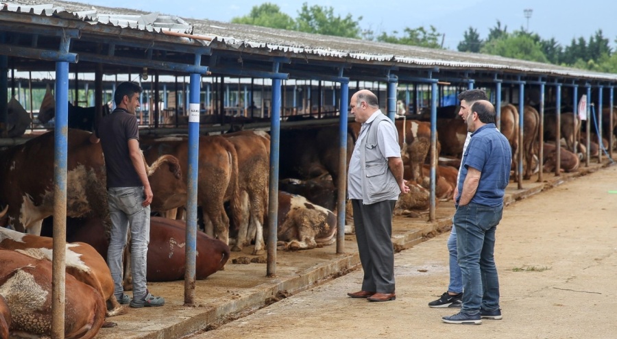 BURSA'DA KURBAN FİYATLARINDA SON DURUM