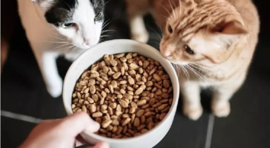 ÜNLÜ KEDİ MAMASININ İÇİNDEN NE ÇIKTI!