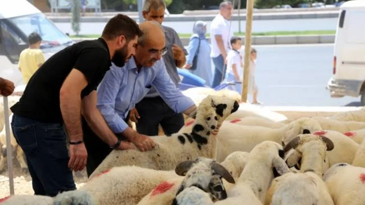 Kurbanlık Seçmenin Tüyoları Nedir?
