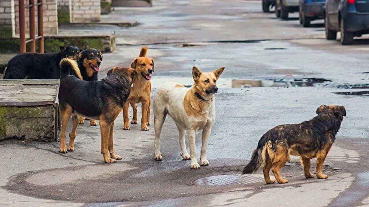 İKİ BELEDİYE BAŞKANINA SOKAK KÖPEKLERİ SORUŞTURMASI