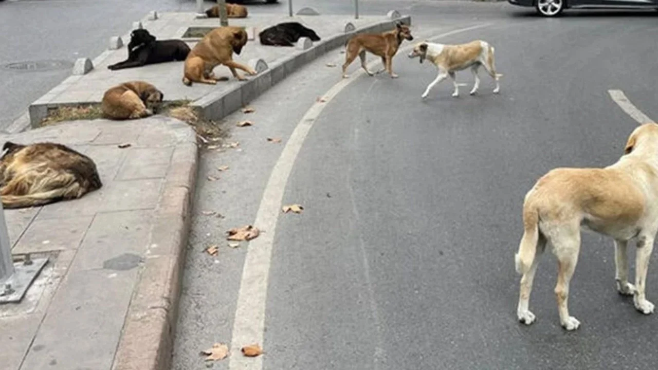 ANKARA'DA 52 BİN SAHİPSİZ SOKAK HAYVANI TOPLANDI
